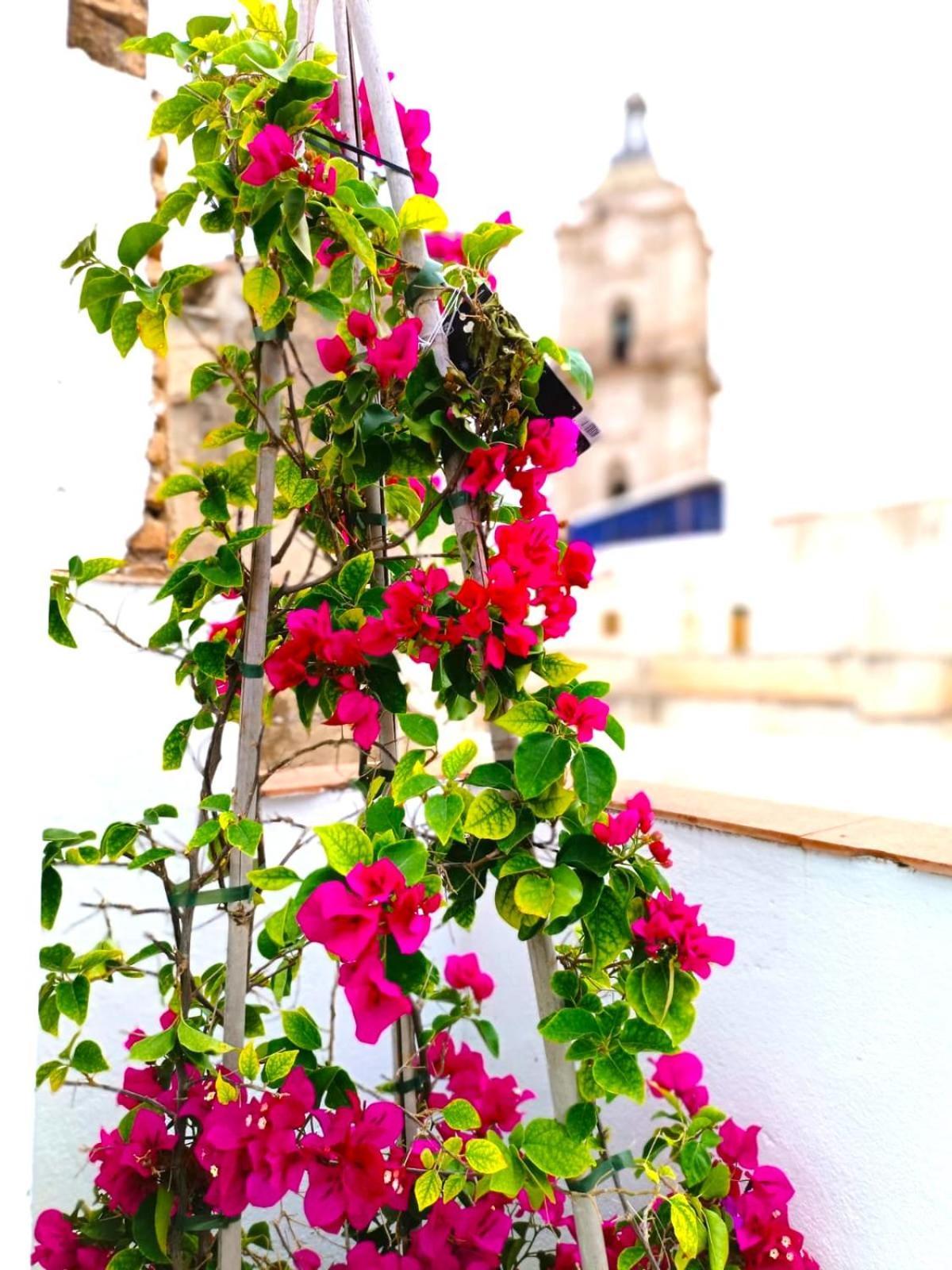 Apartamentos Terrazas De San Juan 马拉加 外观 照片